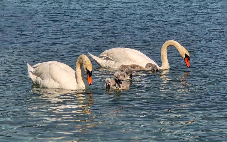 Badewetter am Wochenende – wie warm sind die Seen und Flüsse?
